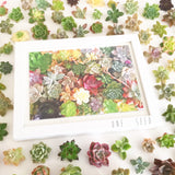 Succulent Print Blush