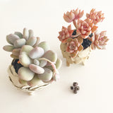 Collector's Succulent Plant Handmade Watercolour Pot - Echeveria Purple Princess
