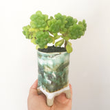 Collector's Succulent Plant Handmade Watercolour Pot