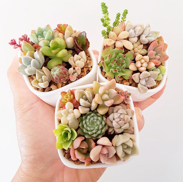 Assorted Succulent Pixie Candy Garden