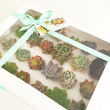 Assorted Succulent Cuttings (Rosette) Gift Box - Soul Made Boutique