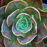 Plant - Echeveria Blue Metal