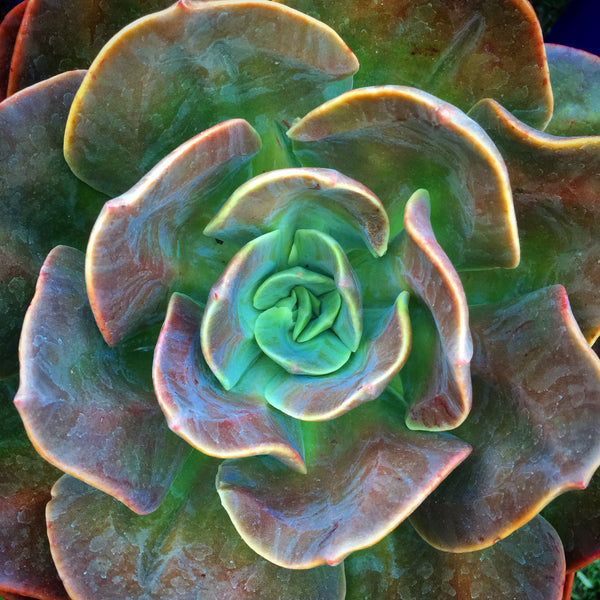 Plant - Echeveria Blue Metal