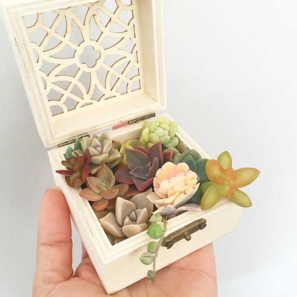 succulent ring box Assorted Succulent Cuttings (Miniatures) Gift Box – Soul Made Boutique