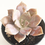 Plant - Graptoveria Purple Delight