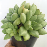 Plant - Echeveria Ivory