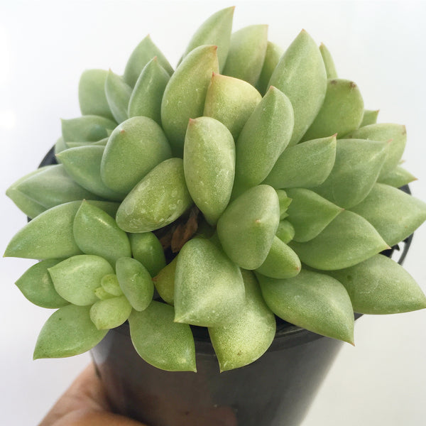 Plant - Echeveria Ivory