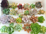 Assorted Succulent Cuttings (Rosette) Gift Box - Soul Made Boutique