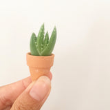 Assorted Succulent Cuttings (Miniatures) with Pots - Soul Made Boutique