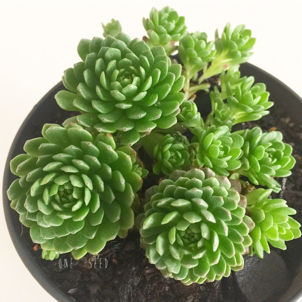 Plant - Sempervivum Rosularia Platyphylla
