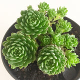 Plant - Sempervivum Rosularia Platyphylla