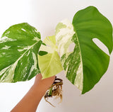 Plant - Variegated Monstera Deliciosa Plant