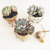 Collector's Succulent Plant Stoneware Pot