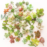 Assorted Mini Succulicious Starter Pack - Soul Made Boutique
