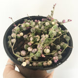 Plant - Senecio Rowleyanus Variegated (String of Pearls)