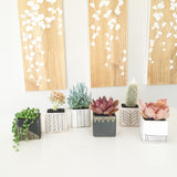 Collector's Succulent Plant Concrete Pot - Soul Made Boutique