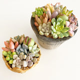 Amusing Concrete Pot Garden Arrangement or Kit