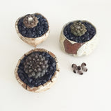 Collector's Succulent Plant Stoneware Pot