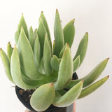 Plant - Echeveria Icycle