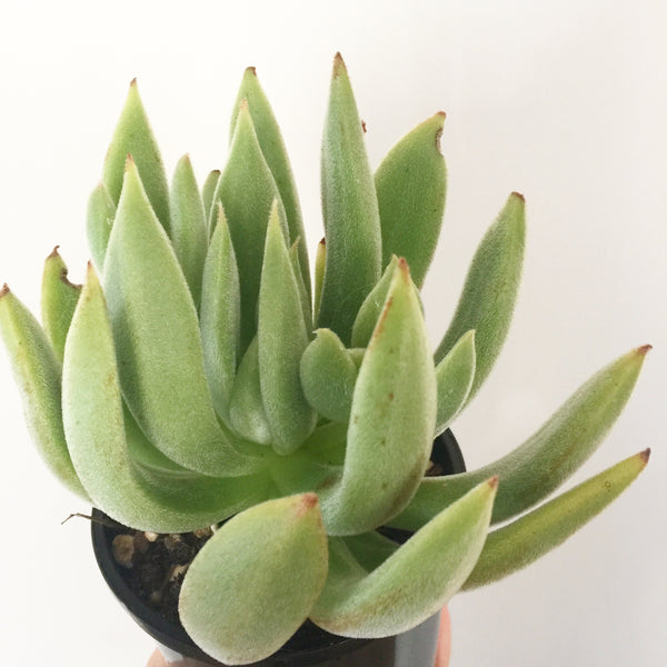 Plant - Echeveria Icycle