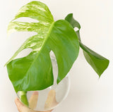 Plant - Variegated Monstera Deliciosa Plant