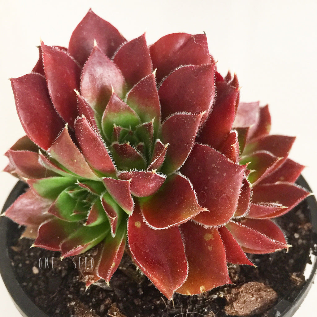 Plant - Jovibarba Heuffelii Inferno