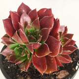 Plant - Jovibarba Heuffelii Inferno