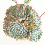 Collector's Succulent Plant Stoneware Pot - Soul Made Boutique