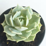 Plant - Echeveria Sp