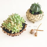Collector's Succulent Plant Stoneware Pot