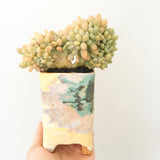 Collector's Succulent Plant Handmade Watercolour Pot