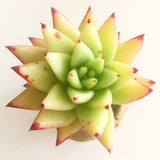 Collector's Succulent Plant Stoneware Pot