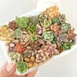 Assorted Succulent Cuttings (Miniatures) - Soul Made Boutique