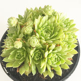 Plant - Sempervivum Jovibarba Globifera