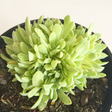 Plant - Echeveria Sp