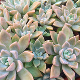 Plant - Graptoveria Silver Queen