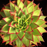 Plant - Echeveria Agavoide V Corderoyi