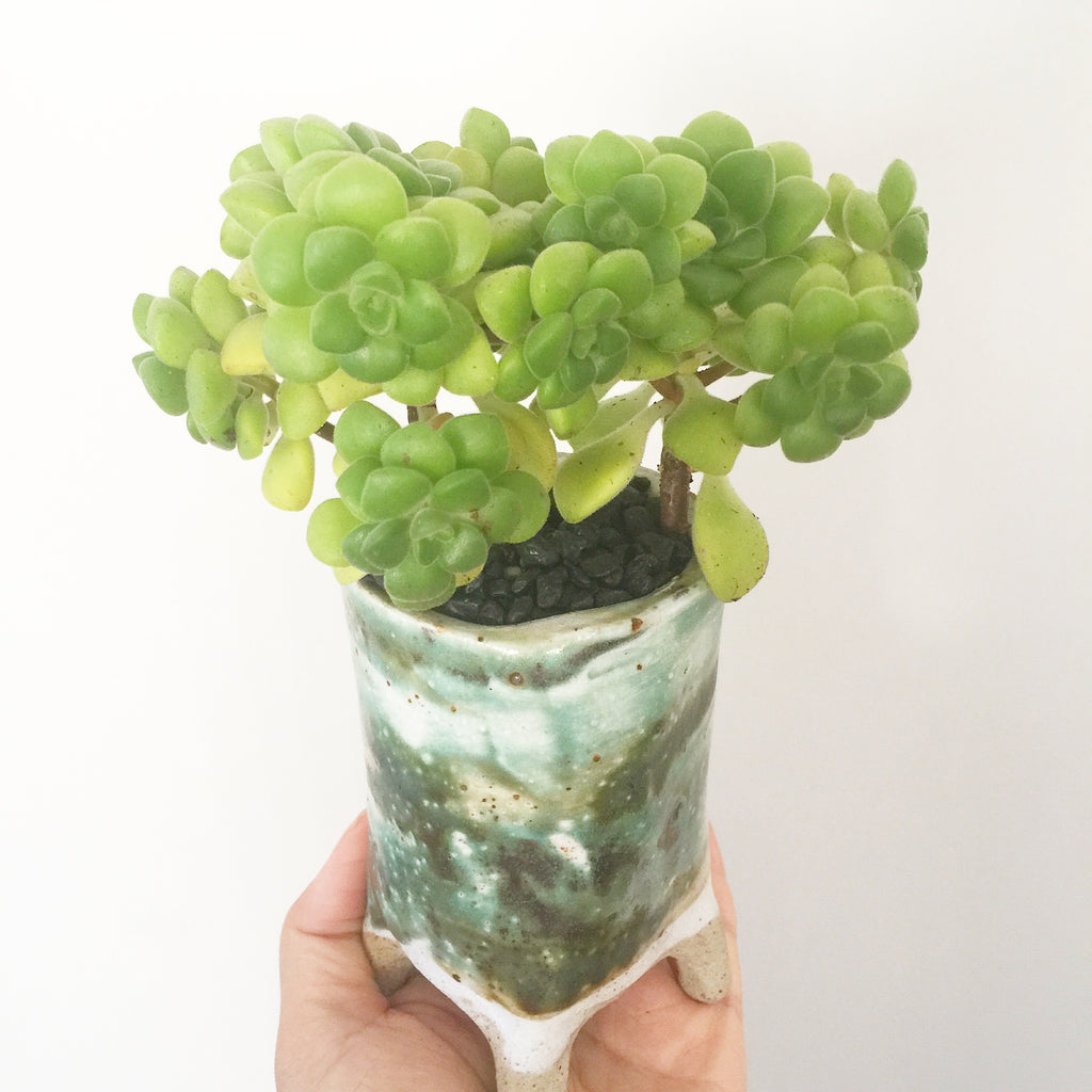 Collector's Succulent Plant Handmade Watercolour Pot