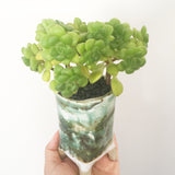 Collector's Succulent Plant Handmade Watercolour Pot