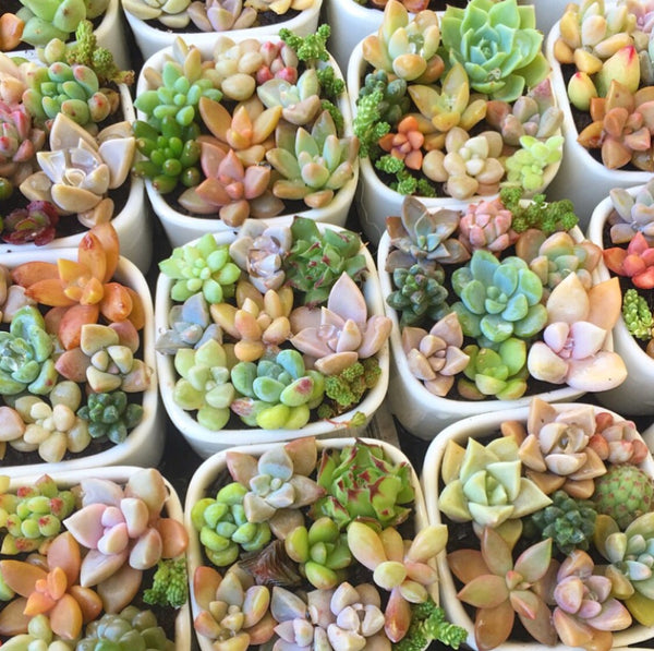 pixie succulent Assorted Succulent Pixie Candy Garden – Soul Made Boutique