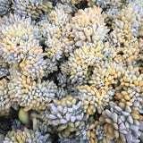 Plant - Cremneria Expatriata Cristata