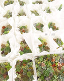 Assorted Succulent Cuttings (Miniatures) - Soul Made Boutique