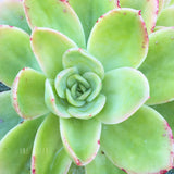 Plant - Echeveria Golden Glow