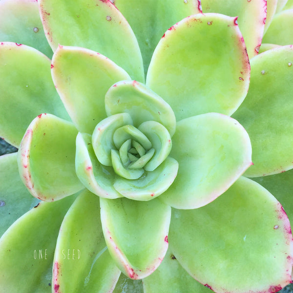 Plant - Echeveria Golden Glow