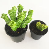 Plant - Crassula Green Pagoda