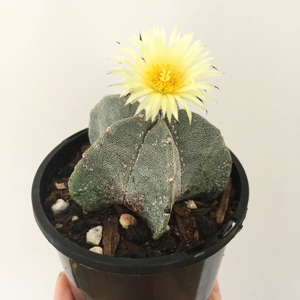 Plant - Astrophytum Sp