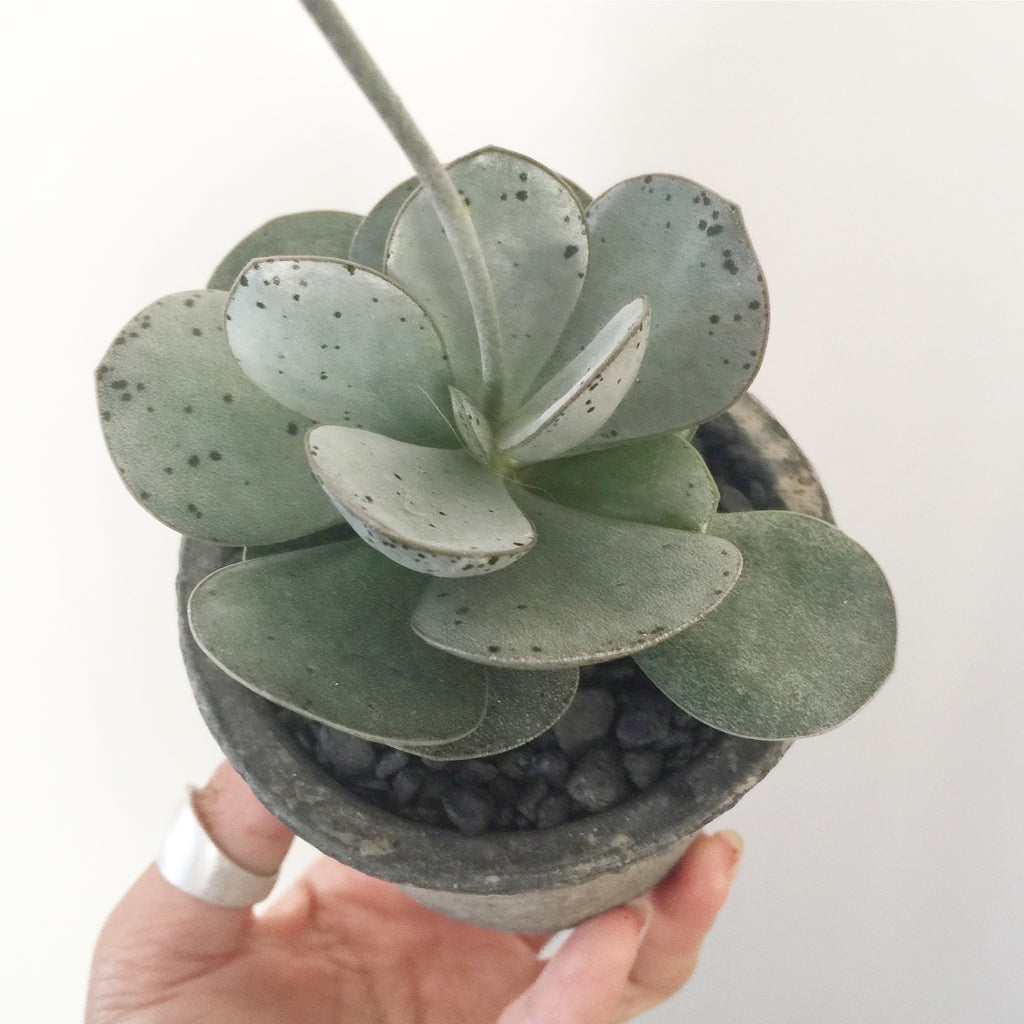 Collector's Succulent Plant Concrete Pot - Soul Made Boutique