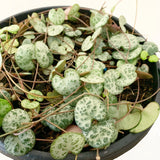 Plant - Ceropegia Woodii (Chain of Hearts)