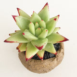 Collector's Succulent Plant Stoneware Pot