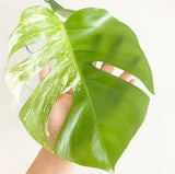 Plant - Variegated Monstera Deliciosa Plant